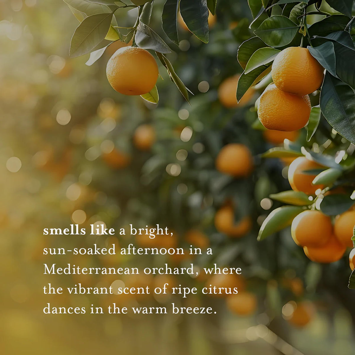 A LA MAISON Citrus Blossom wash gel texture, luxurious yet gentle on skin.