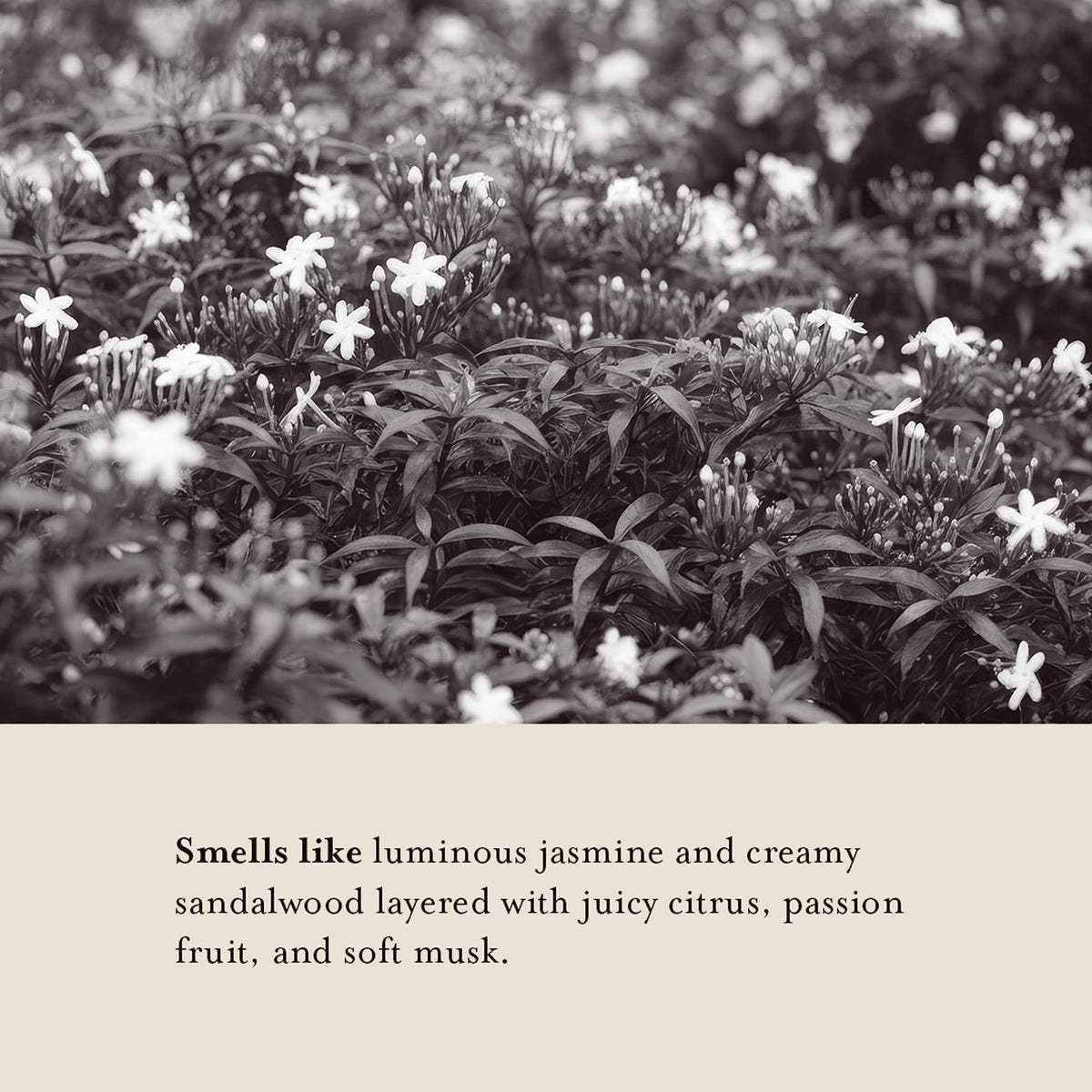 A LA MAISON ingredients closeup emphasizes coconut oil blend for gentle cleansing.