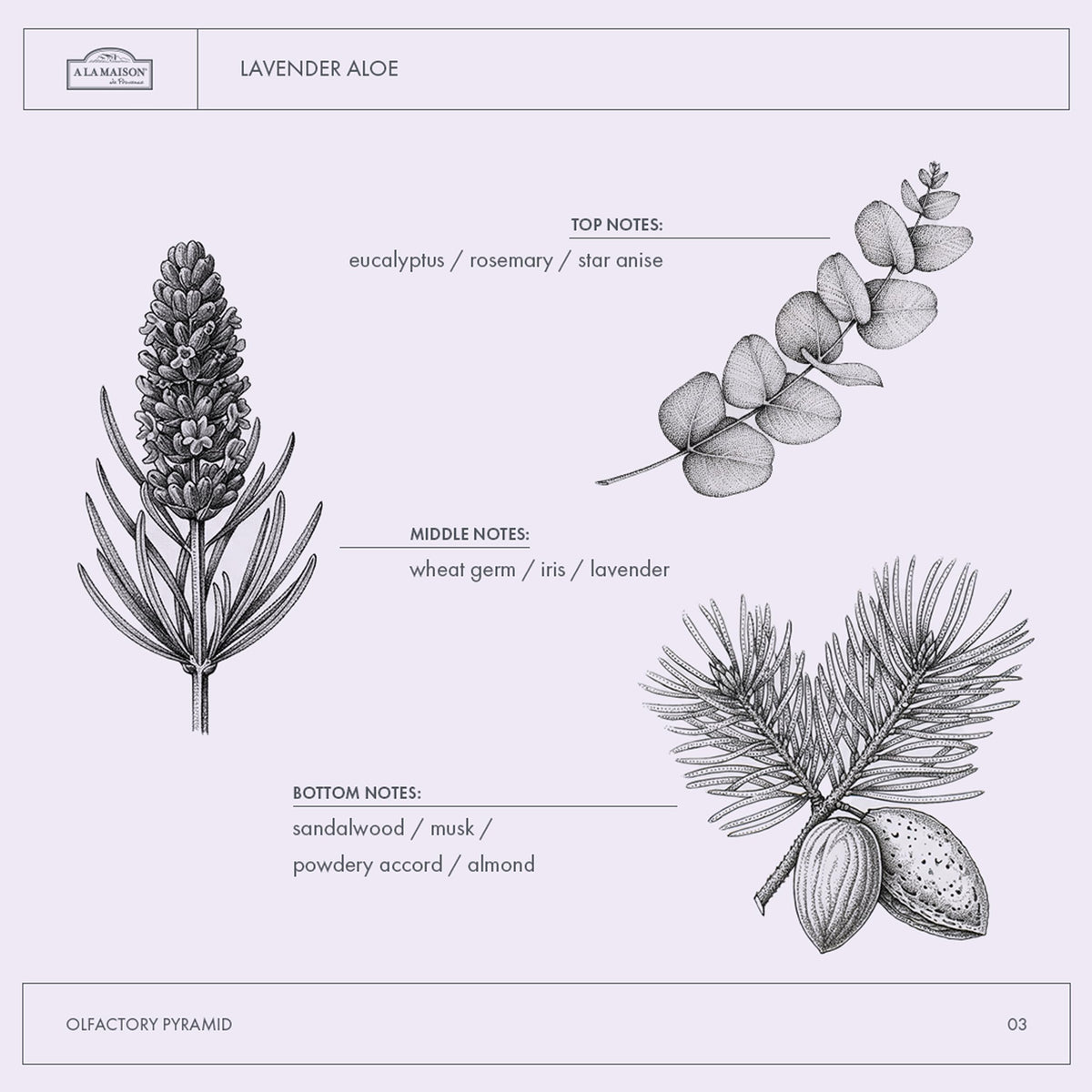 A LA MAISON Lavender Aloe body wash lather forms airy foam with light scent.