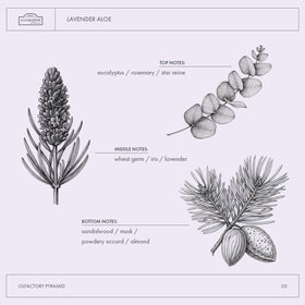 A LA MAISON Lavender Aloe body wash lather forms airy foam with light scent.