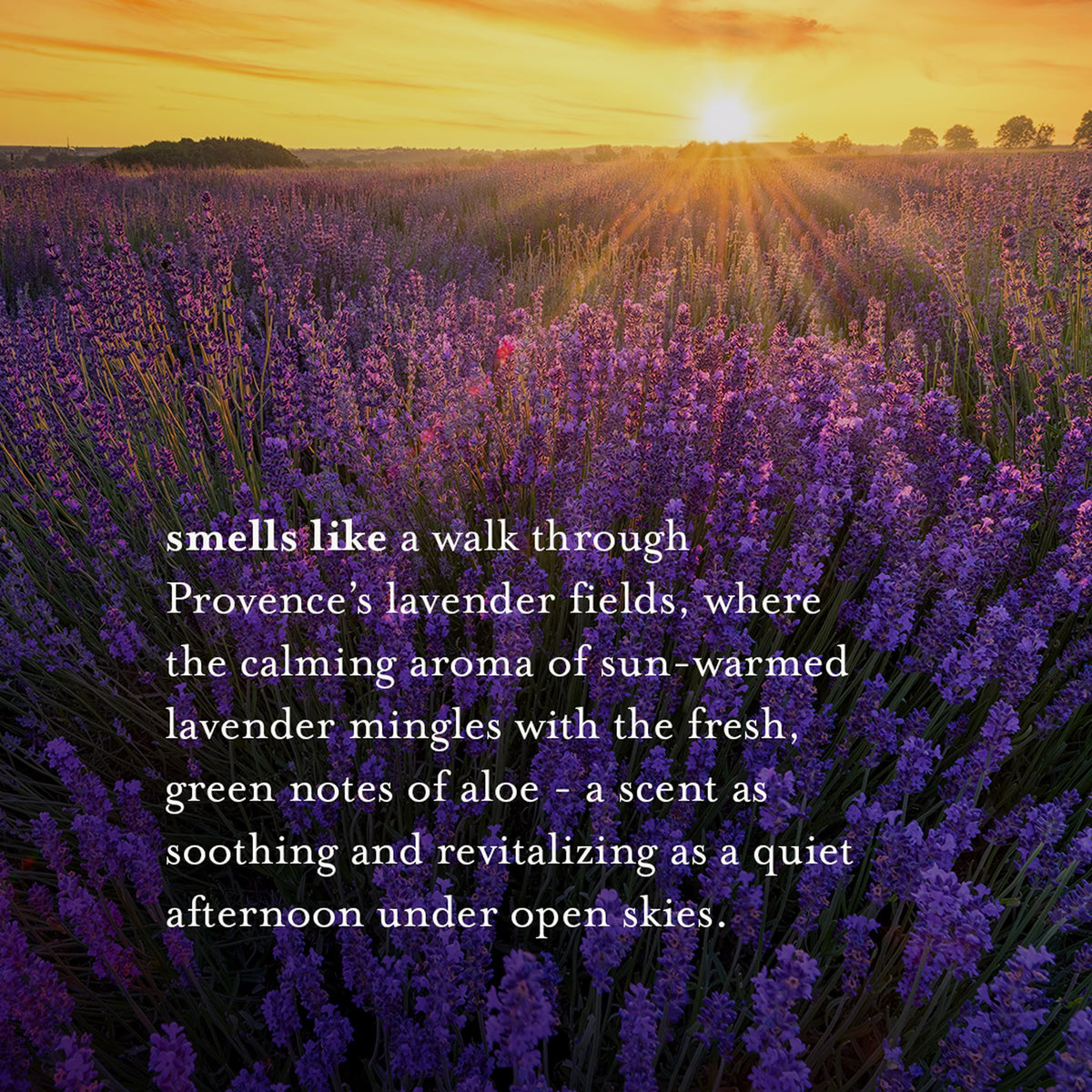 A LA MAISON Lavender Aloe pour shot shows smooth liquid ideal for rich lather.