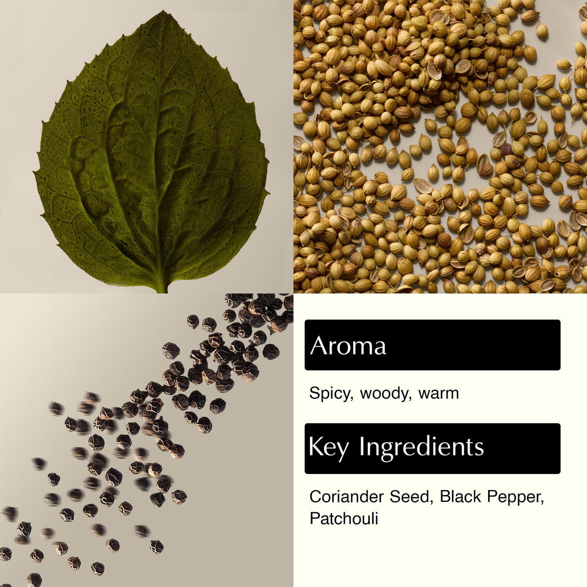 Aesop Coriander Seed Body Cleanser close-up highlighting spice-rich texture and aroma.