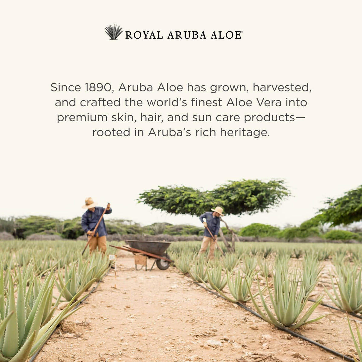 Liposome-enriched formula emphasizes skin repair support from Aruba Aloe.