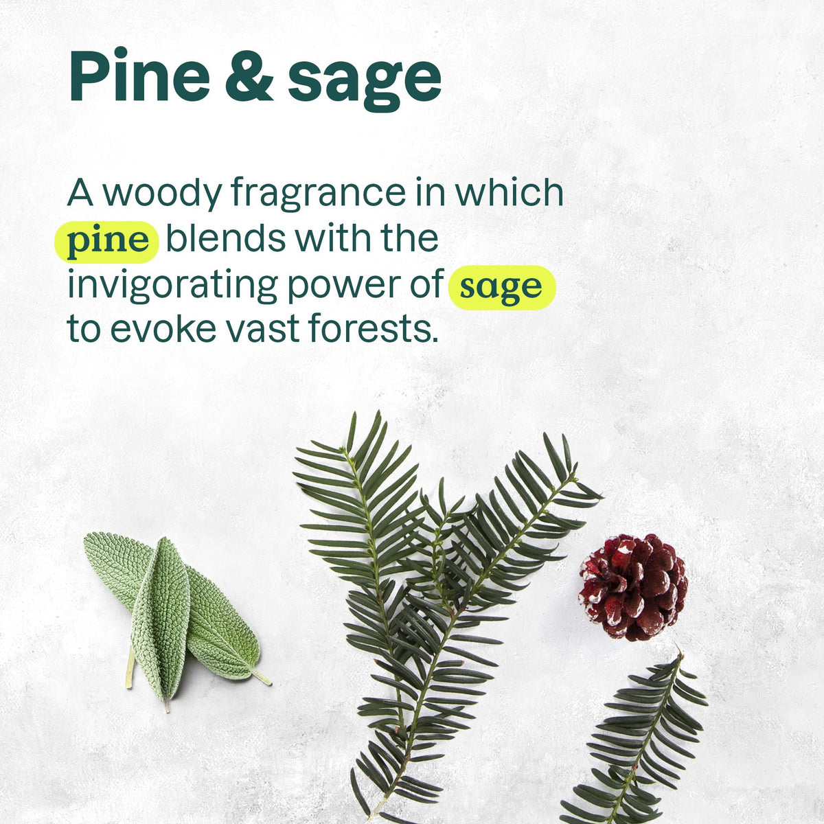 ATTITUDE Pine and Sage aroma note for a soothing wash