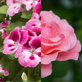 Close-up of the Geranium Rose Body Oil label on a premium bottle.