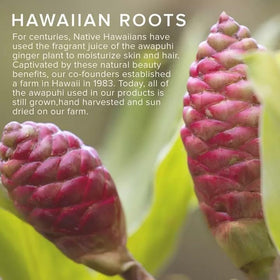 Awapuhi Wild Ginger oil in hands smoothing hair during routine.