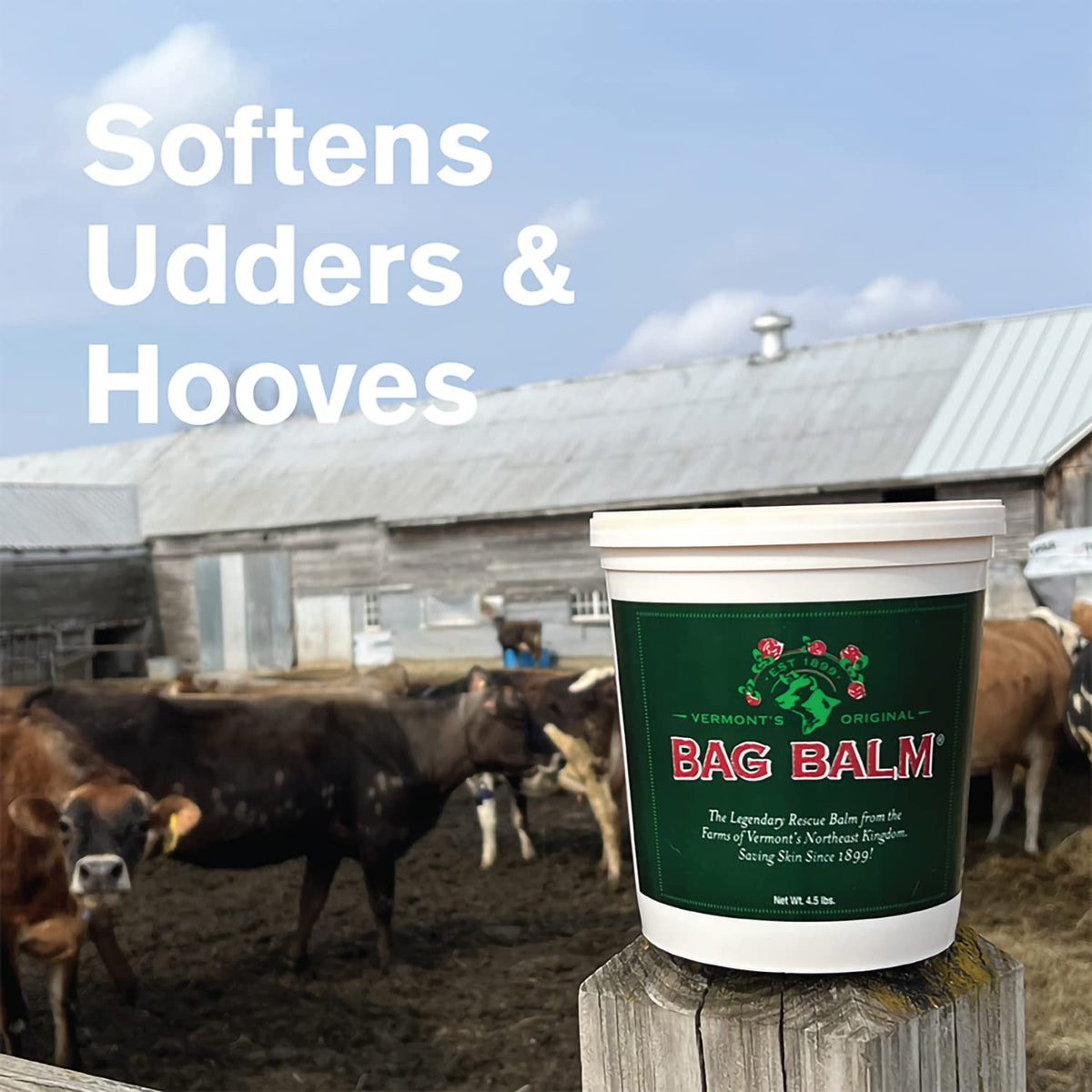 Bag Balm with dogs shows gentle skin care for paws and itchy spots.