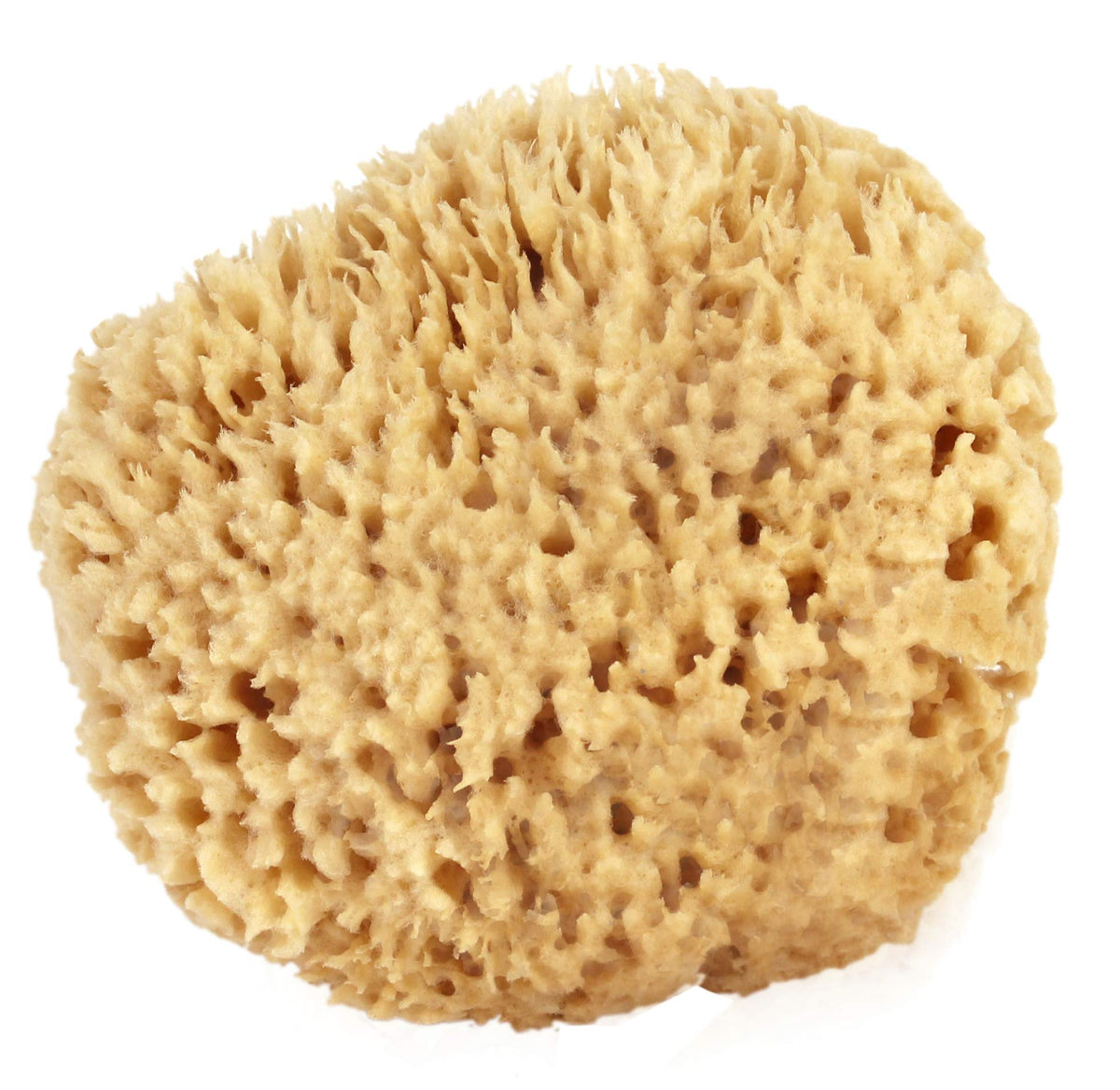 Bath & Shower Express sea wool sponge close-up texture for gentle cleansing