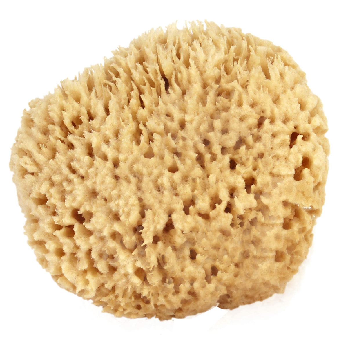 Bath & Shower Express sea wool sponge sustainably harvested from Gulf of America Caribbean