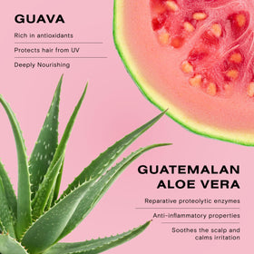 Ceremonia Guava leaf and fruit extract close-up signaling antioxidant nourishment.