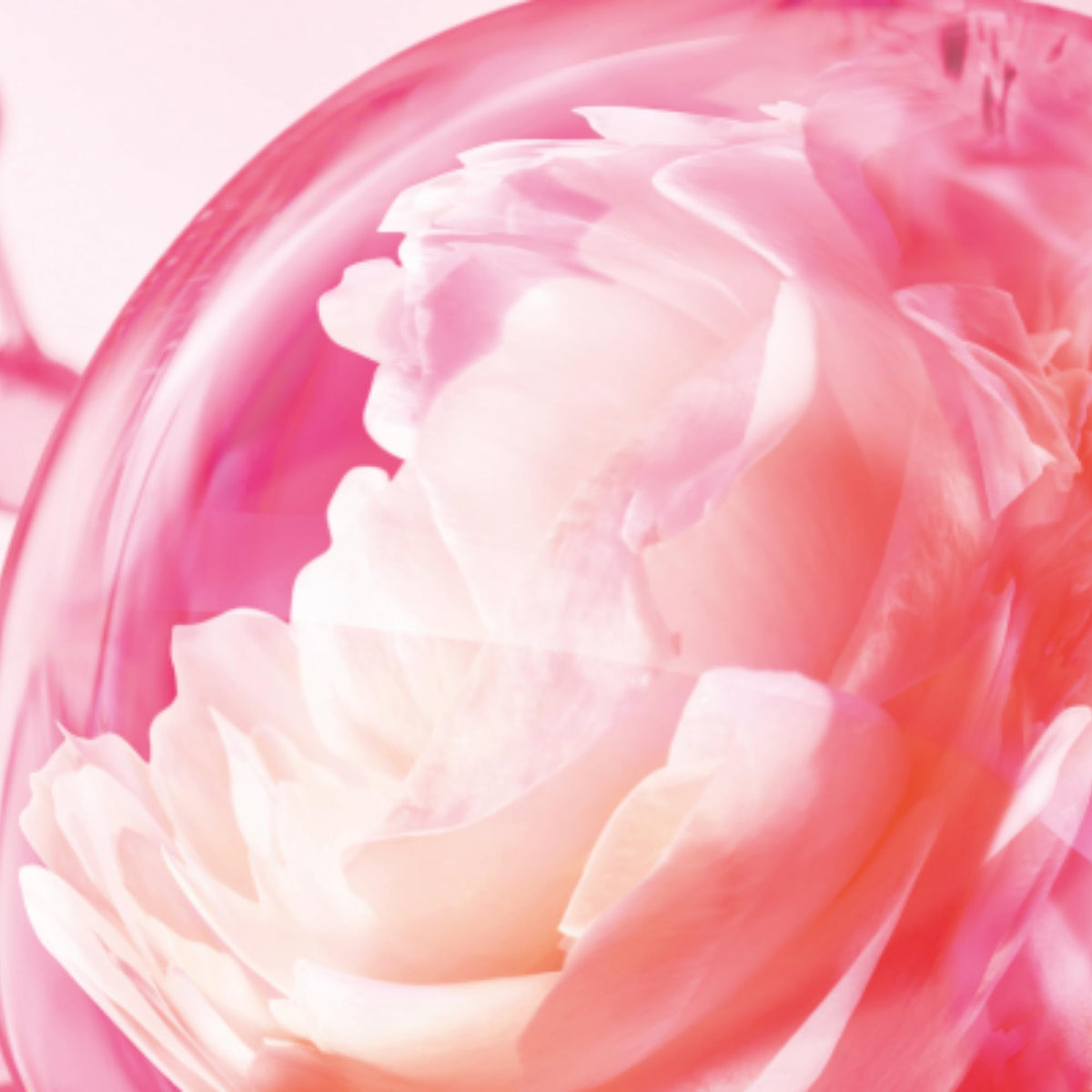 Love Frequency scent-trail imagery conveying long-lasting allure through the day