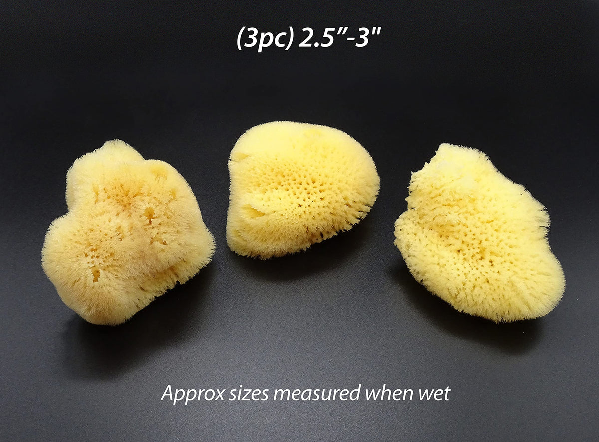 Constantia Beauty sea silk sponge harvested from renewable resources
