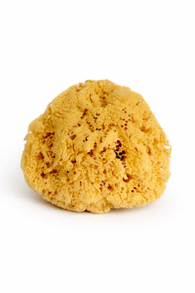 Constantia Beauty Real Sea Sponge for Men, extra-large 6-7 inch, provides gentle exfoliation.