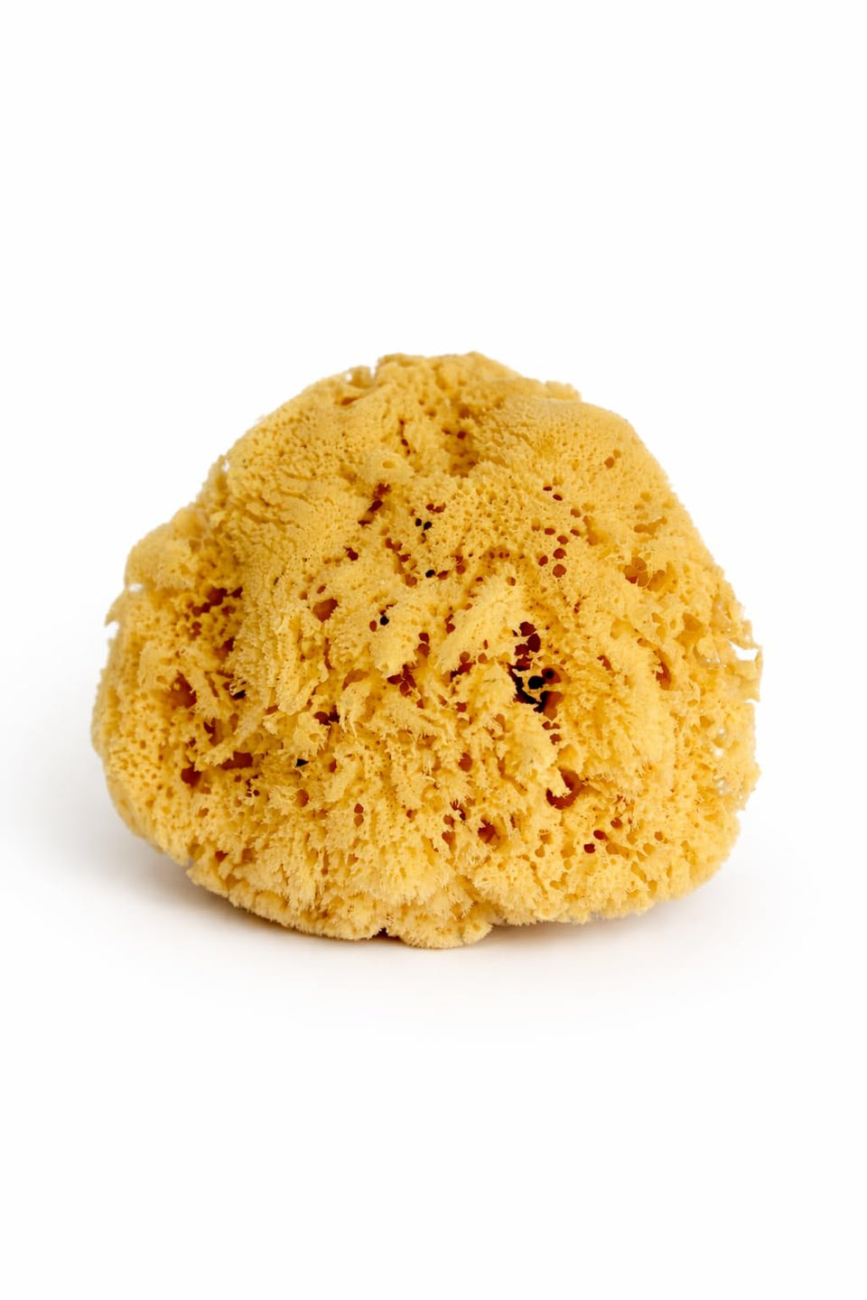 Constantia Beauty Real Sea Sponge for Men, extra-large 6-7 inch, provides gentle exfoliation.
