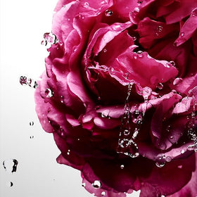 Davidoff Sea Rose highlights Nashi pear and peonies for a luminous everyday scent