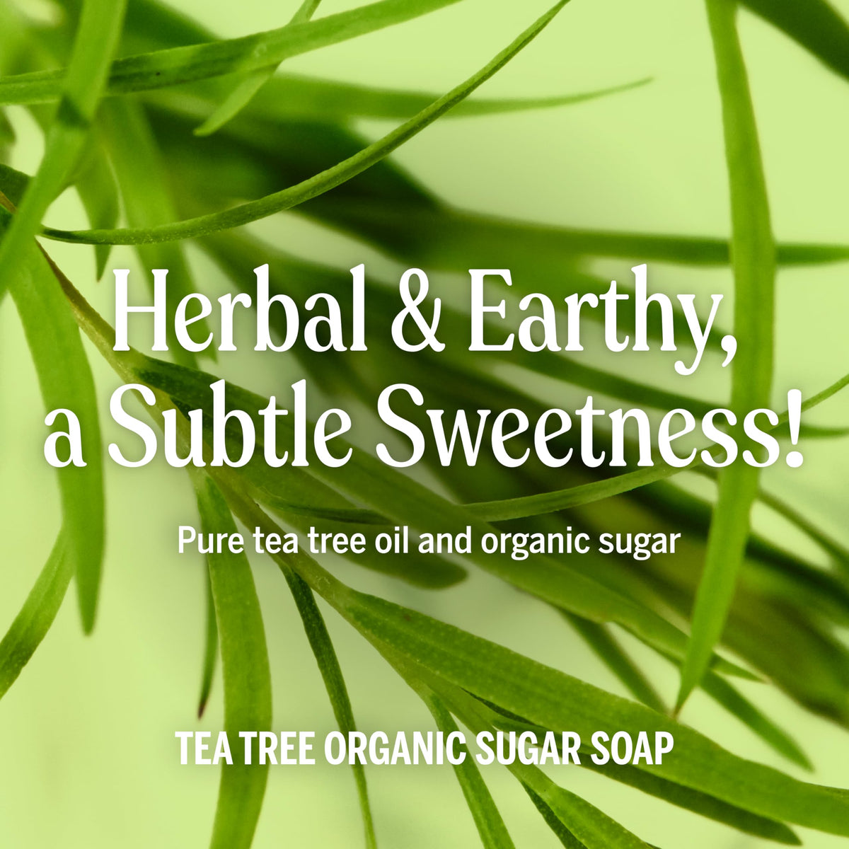 Dr. Bronner's Tea Tree Sugar Soap for body care with aromatic scent.
