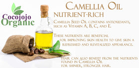 Dr Joe Lab Camellia Seed Oil on body for hydration and smooth skin