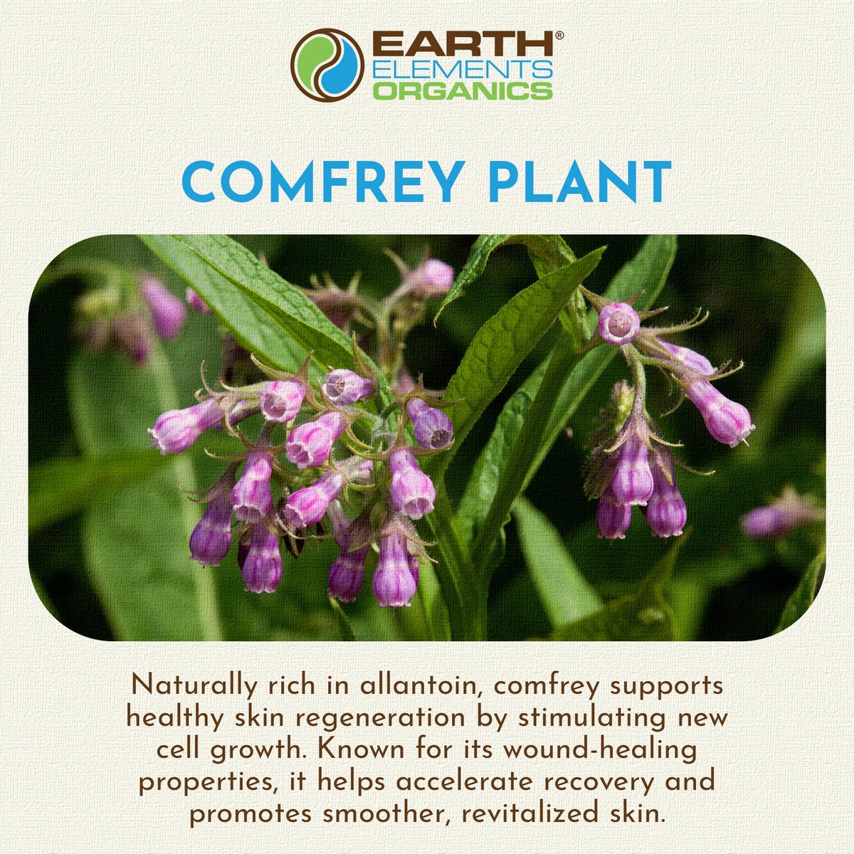 Earth Elements Organics Comfrey Oil being used for shoulder massage.