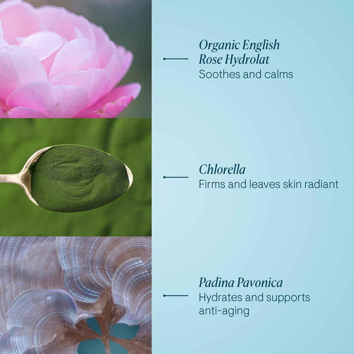 Elemis Pro-Collagen Rose Marine Cream bottle with rose petals evokes soothing morning ritual