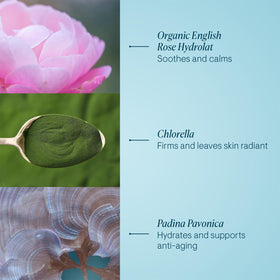 Elemis Pro-Collagen Rose Marine Cream bottle with rose petals evokes soothing morning ritual
