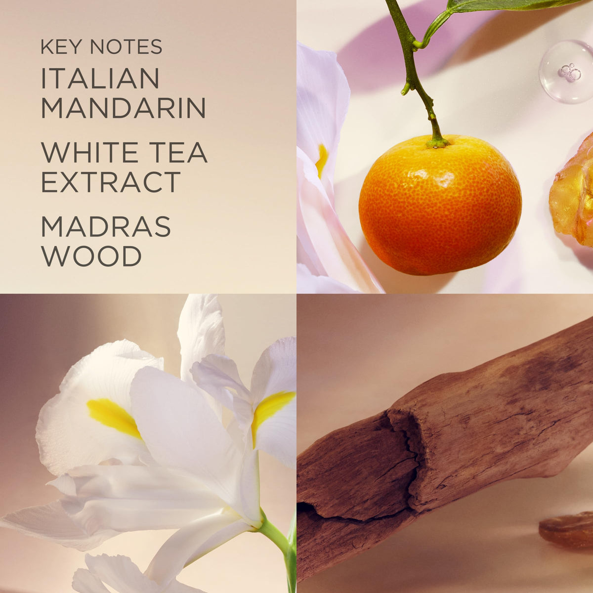 Elizabeth Arden White Tea heart of White Tea Extract evokes graceful femininity