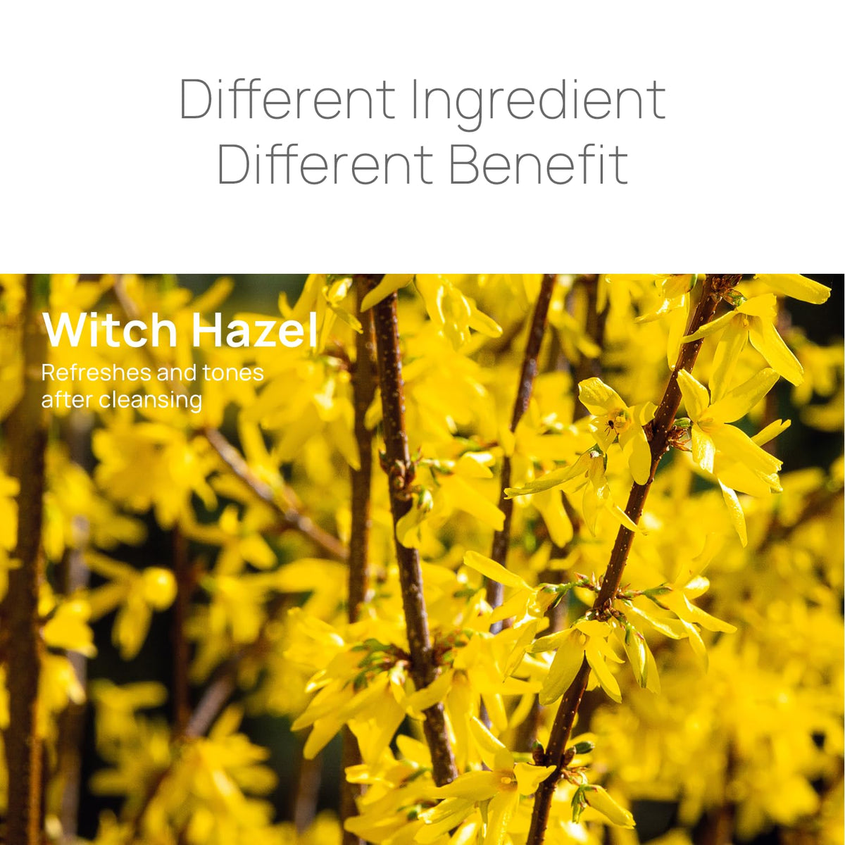 Epielle paraben-free formulation for clean skin without harsh chemicals.