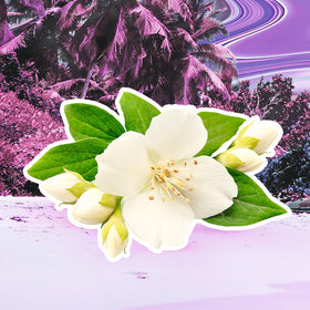 Escada Pacific Paradise tropical scene image evokes sun-kissed seaside charm and warmth