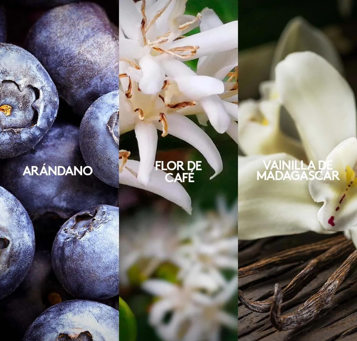 ESIKA Vibranza bottle notes illustration emphasizes vanilla orchid and coffee flower elegance.