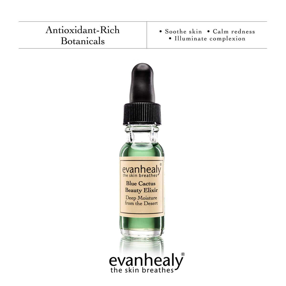 Close-up of prickly pear and blue tansy highlights nourishing desert botanicals.