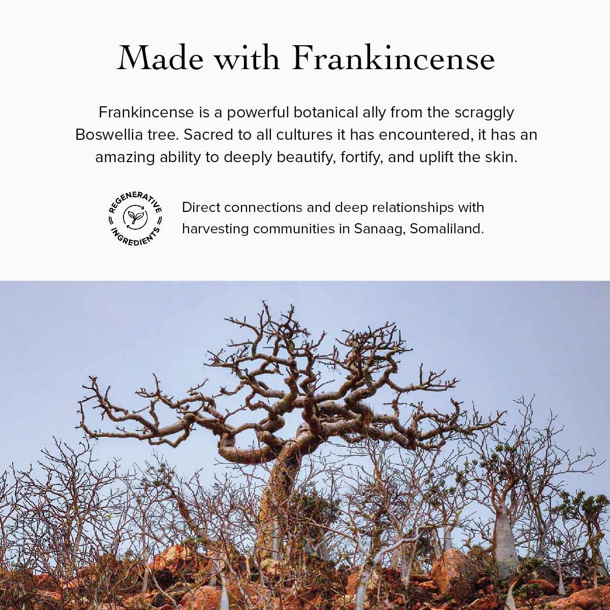 Evanhealy HydroSoul distillation process image conveys purity and sustainable sourcing