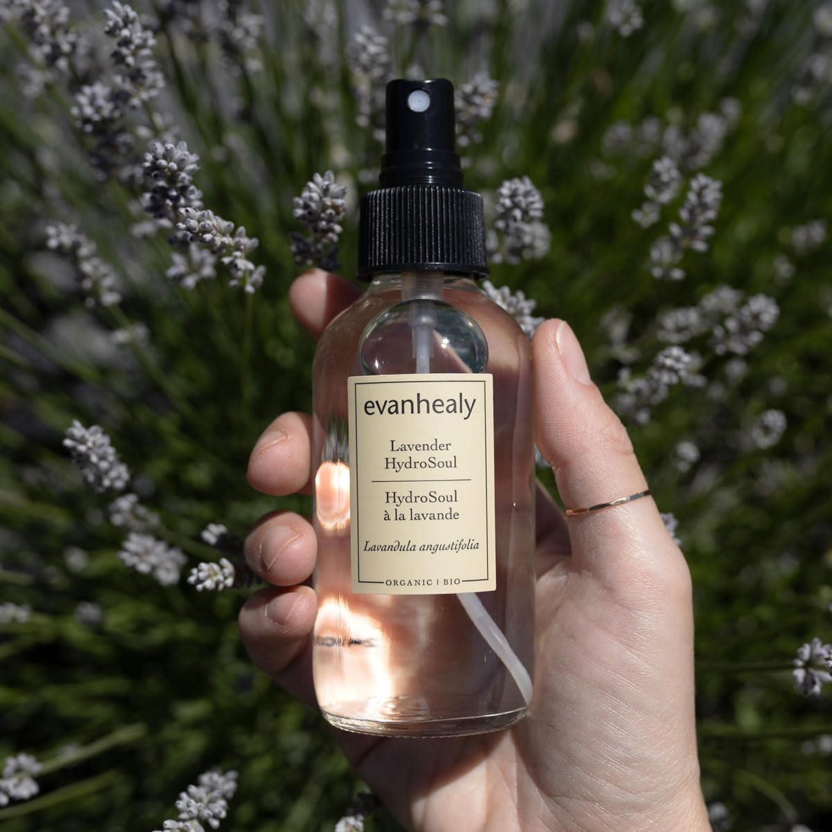 Evanhealy Lavender HydroSoul copper still demonstrates artisanal distillation