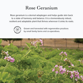 Packaging image shows Evanhealy Rose Cleansing Milk on shelf.