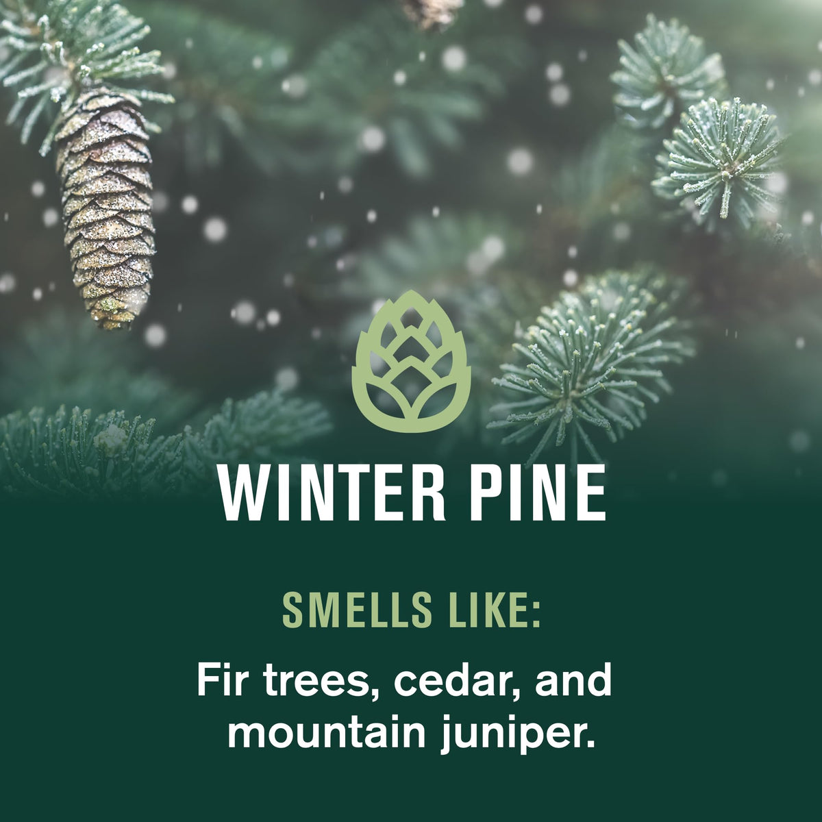 Every Man Jack Winter Pine 2-pack packaging communicates value for daily winter grooming.