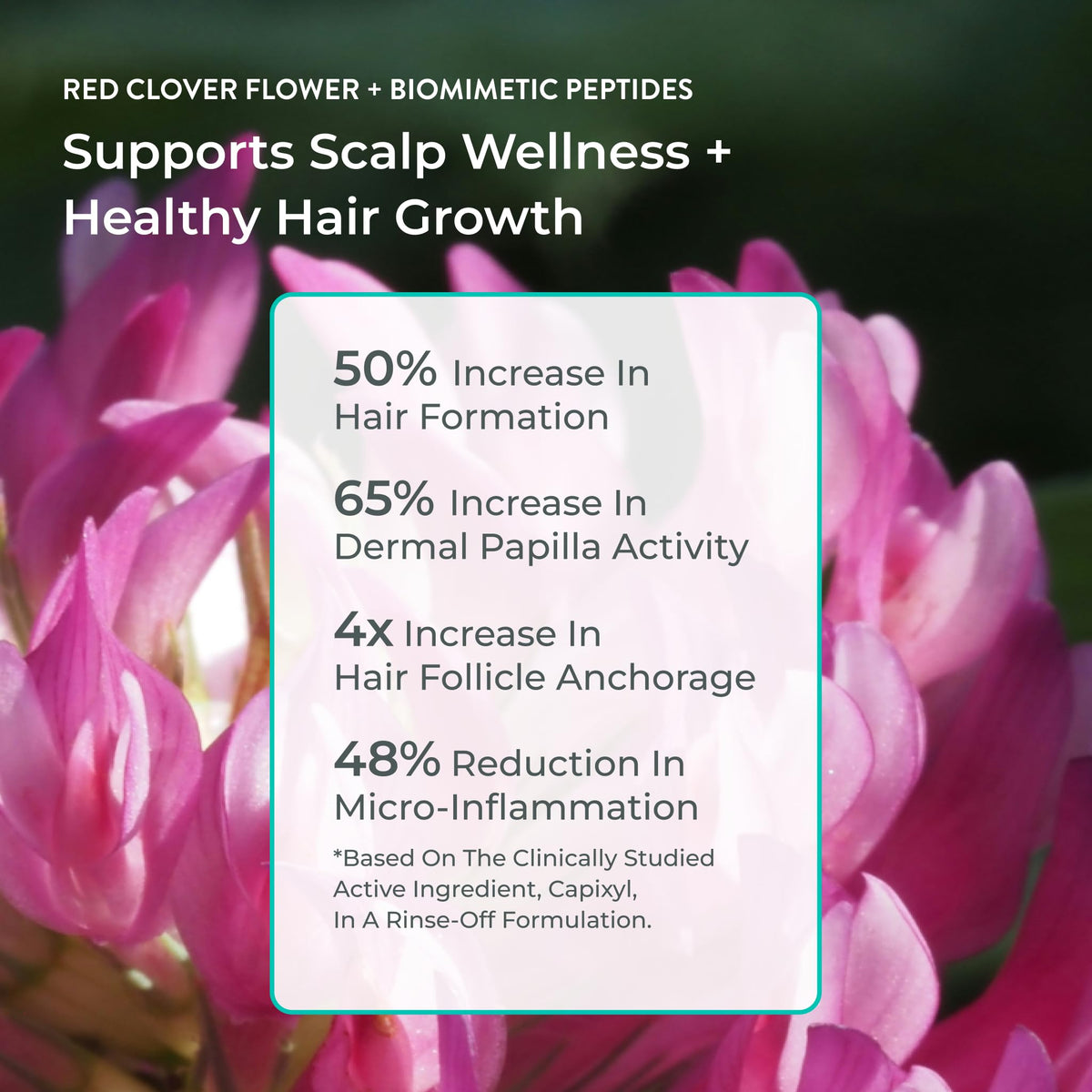 EVOLVh Better Roots ingredients close-up highlights red clover actives