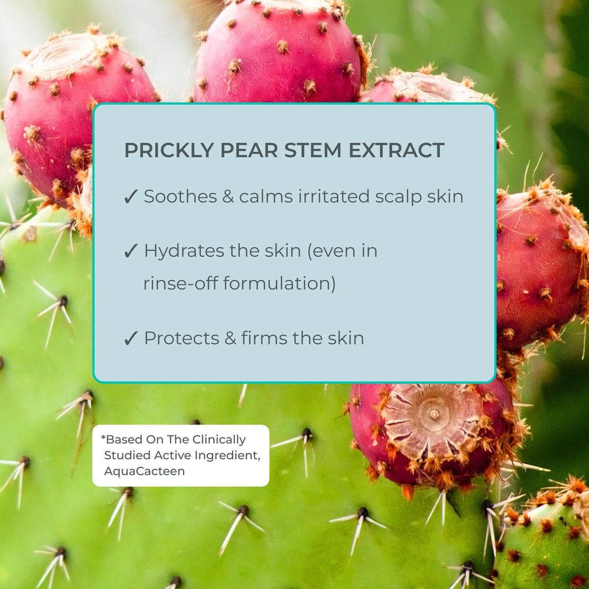 EVOLVh Better Roots scalp care scene conveys vegan, clean care