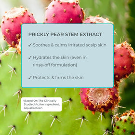 EVOLVh Better Roots scalp care scene conveys vegan, clean care