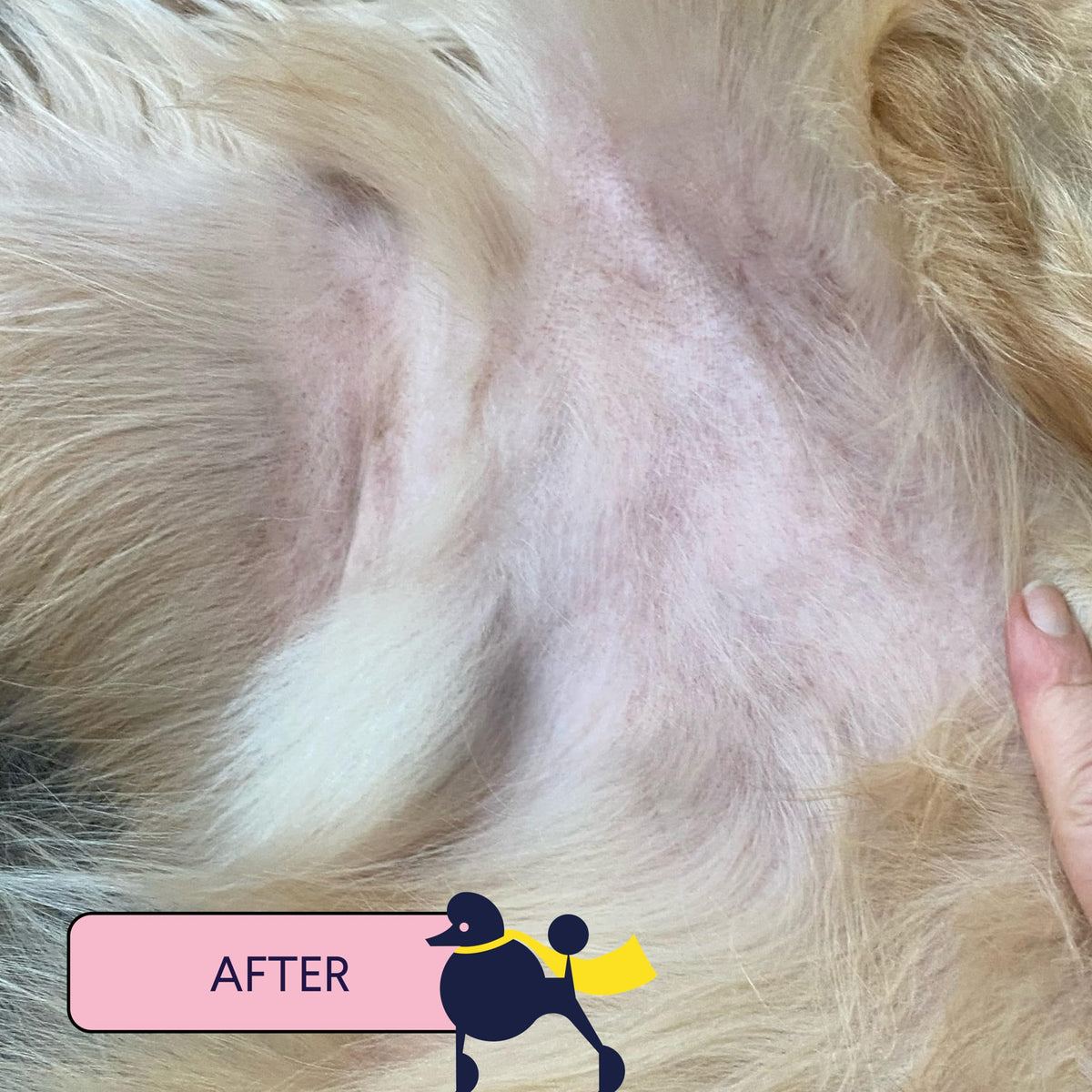 Finn Skin Hero paw application demonstrates gentle use on a dog
