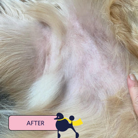 Finn Skin Hero paw application demonstrates gentle use on a dog