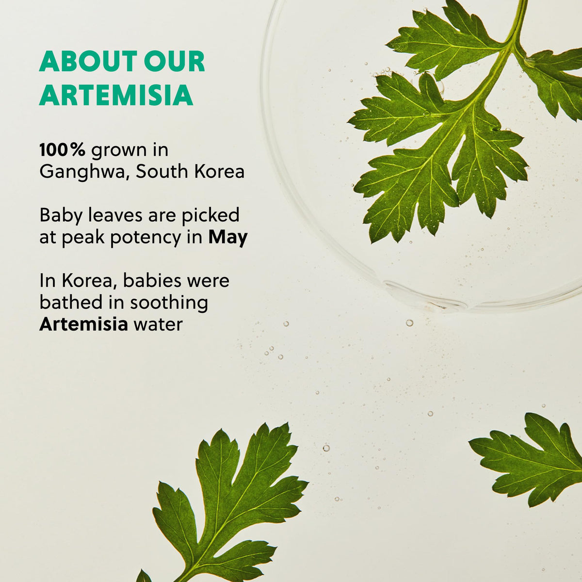 Hanyul Artemisia Cleansing Oil removes waterproof makeup and impurities