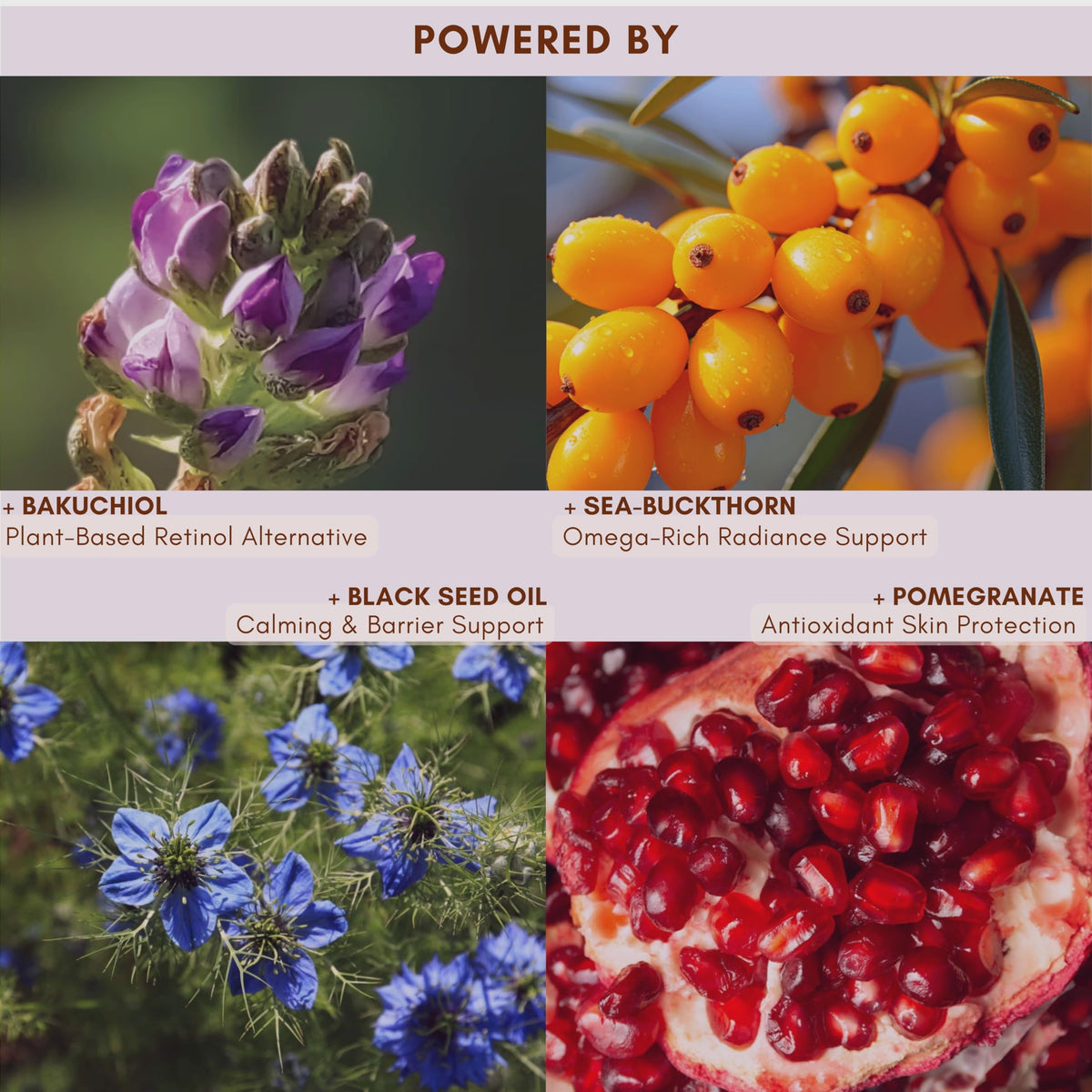Hearthical Black Seed Oil Antioxidants nourish for a radiant, healthy-looking complexion.