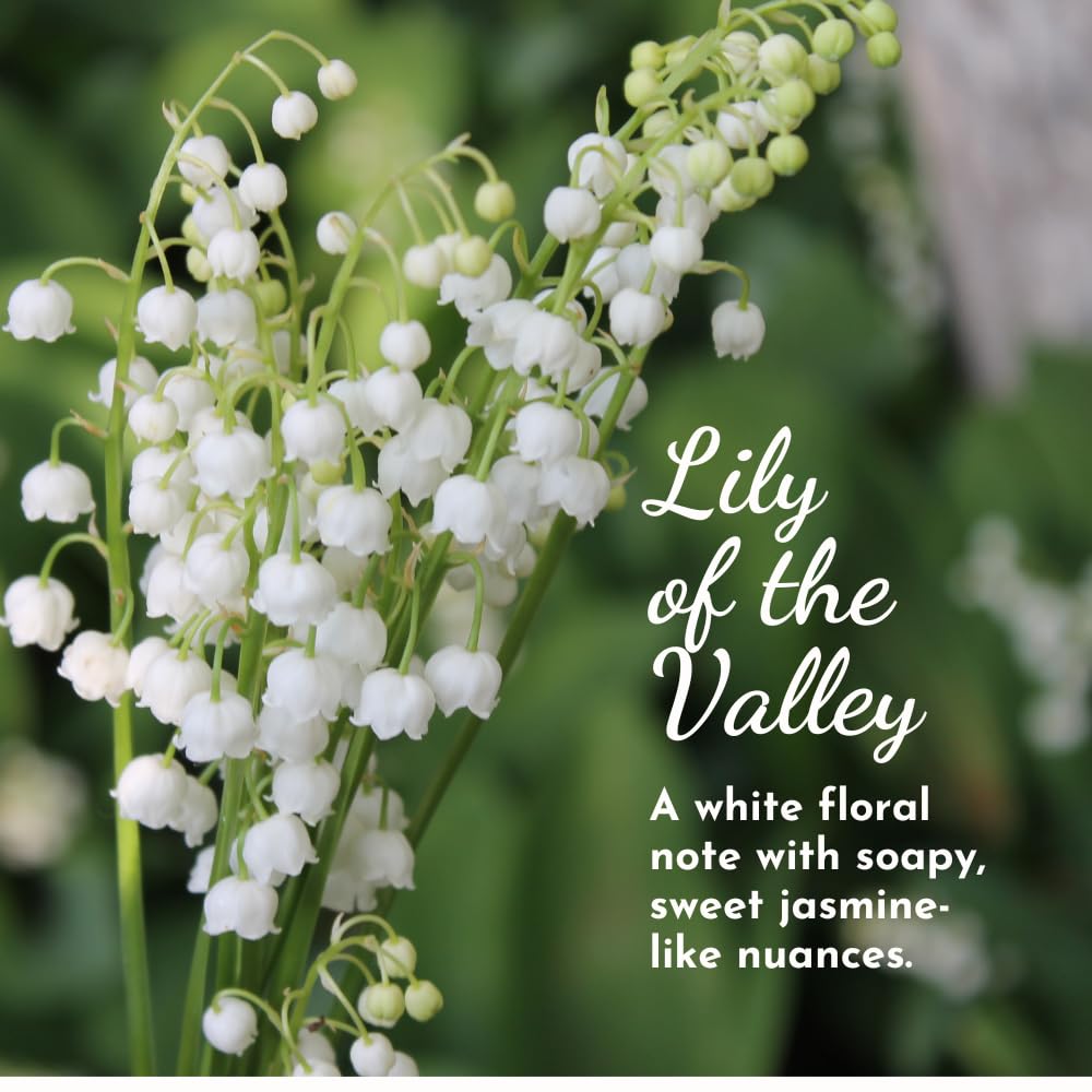 Herb & Root Lily of the Valley spray captures a fresh floral note
