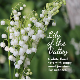 Herb & Root Lily of the Valley spray captures a fresh floral note