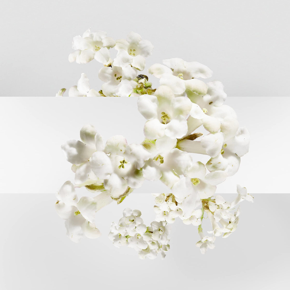 Lifestyle shot with perfume on skin, hinting at fresh floral elegance.
