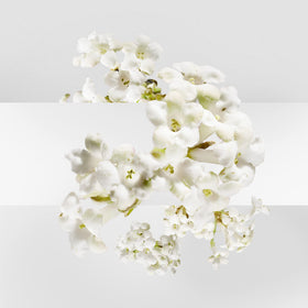 Lifestyle shot with perfume on skin, hinting at fresh floral elegance.