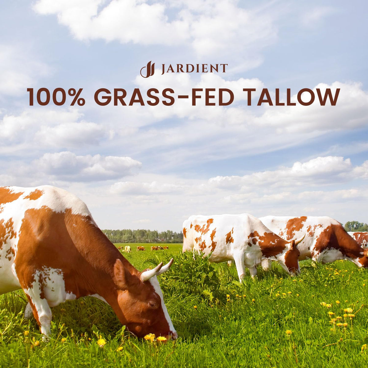 Jardient beef-tallow-honey-balm application-on-hand illustrates easy daily moisturizing ritual.