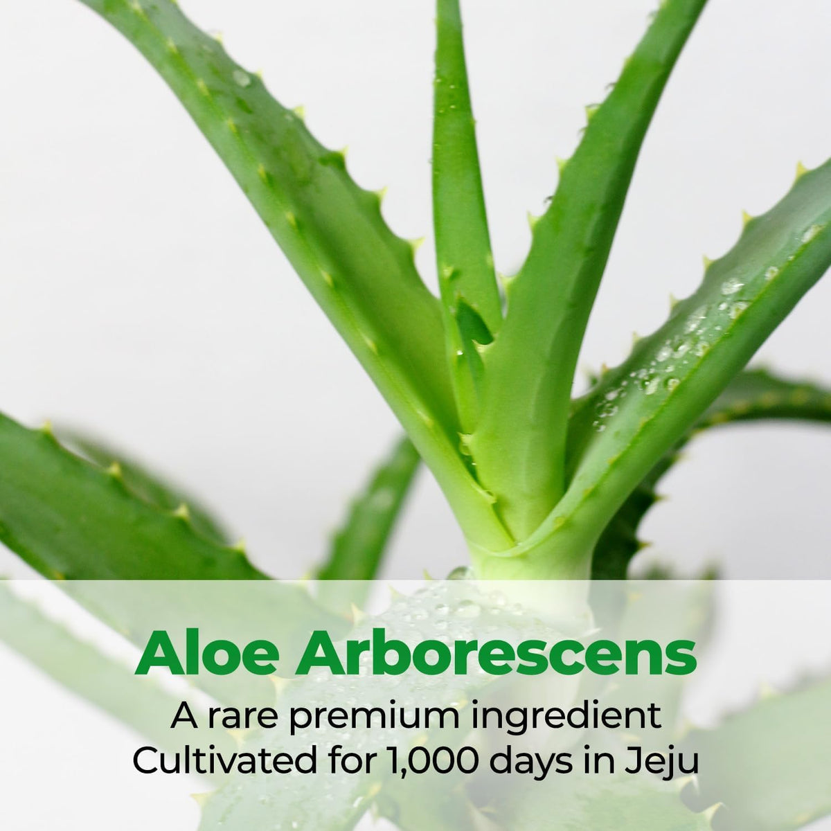 Kim Jeong Moon Aloe Cure Intensive 2X texture close-up reveals creamy nourishment.