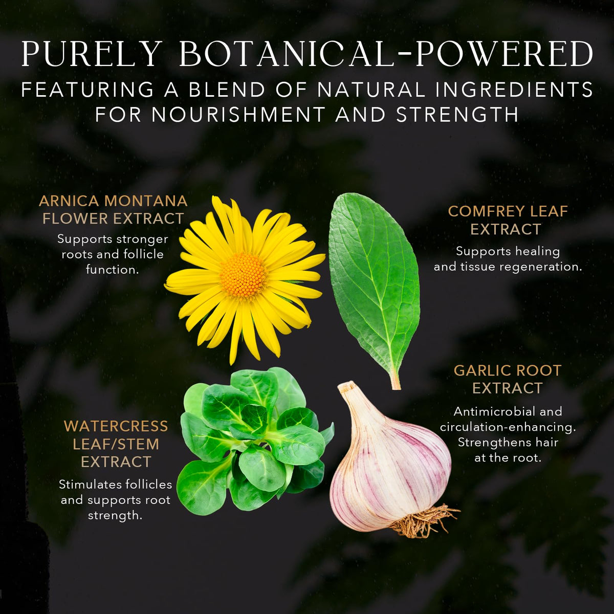Botanical extracts like ginseng and licorice in KIWABI serum