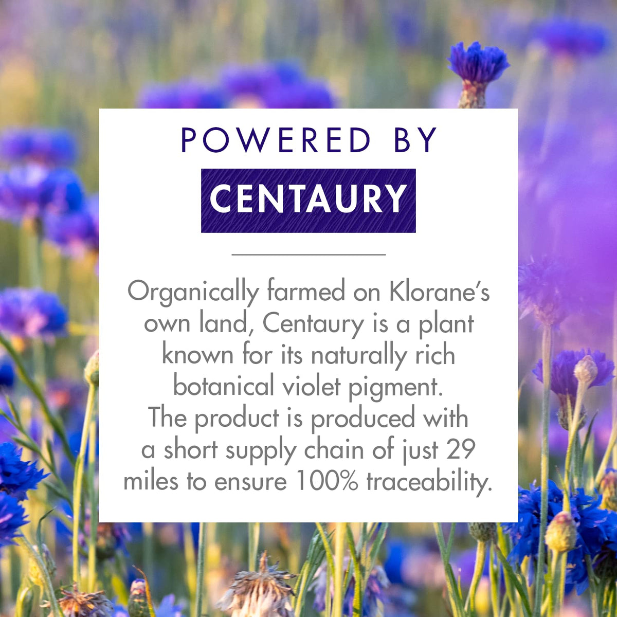 Cream-texture of Klorane Centaurea Purple Conditioner applied through hair