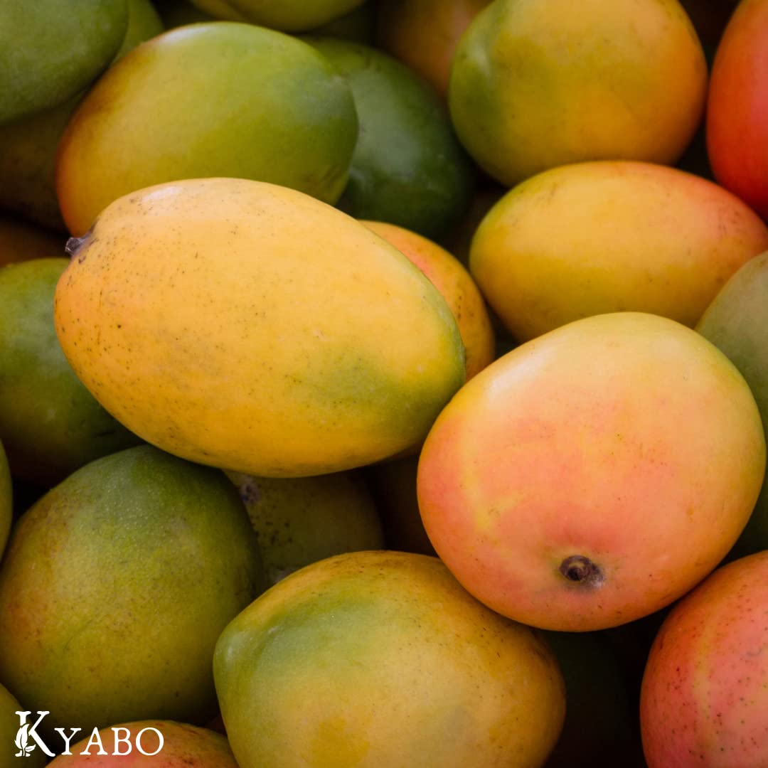 Kyabo Mango Butter for DIY body butter demonstrates creamy consistency.