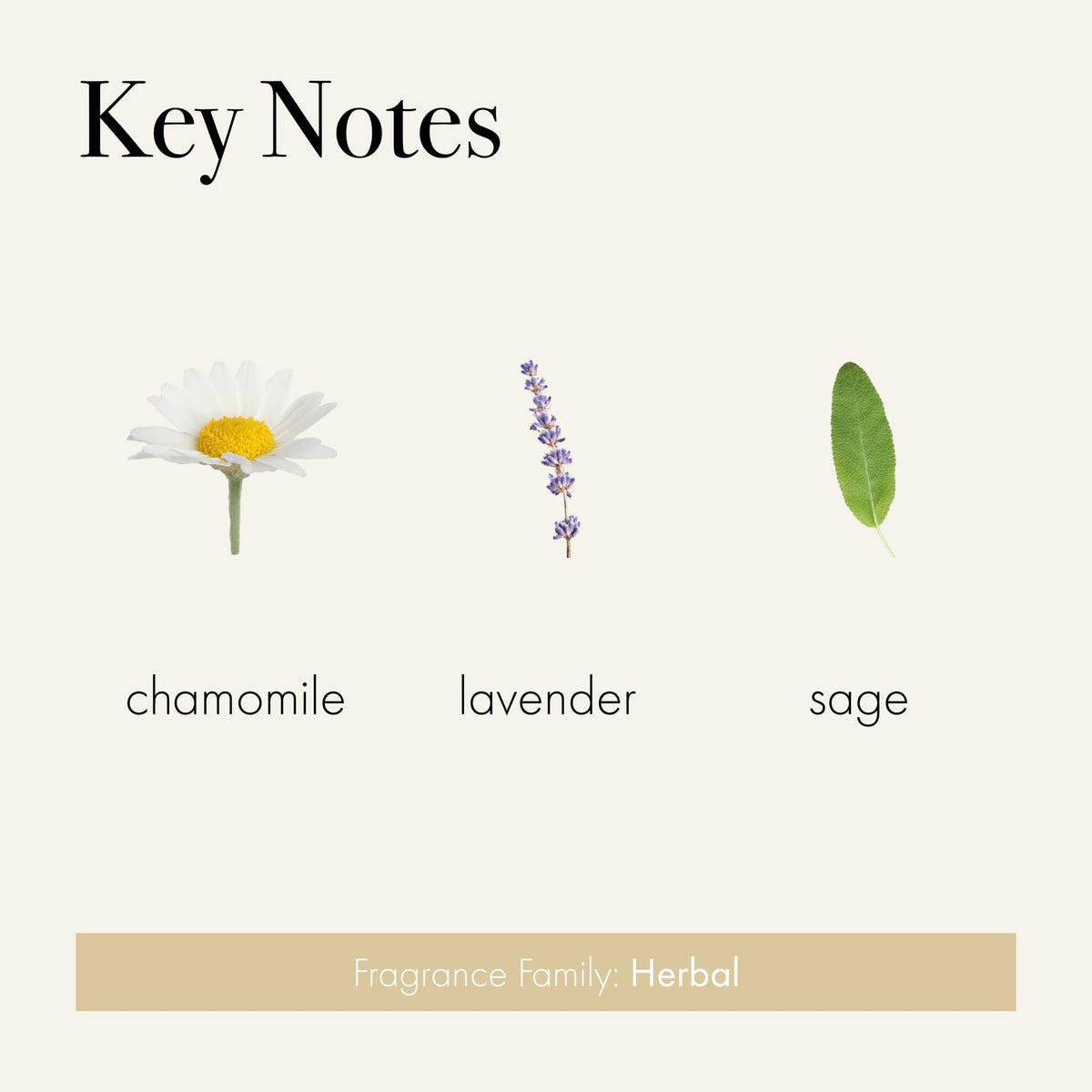 LAFCO New York Chamomile Lavender liquid soap foam showcases rich lather and hydrating skin feel.